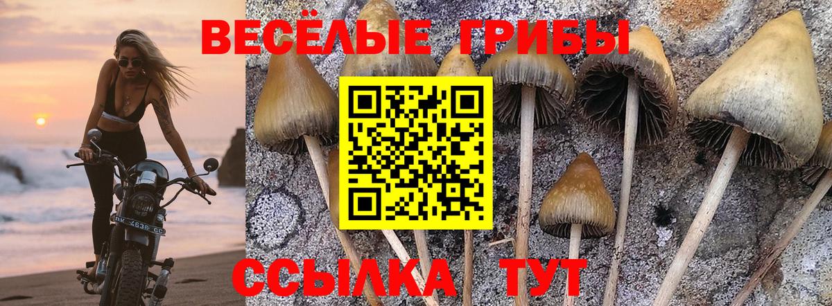 Галлюциногенные грибы Psilocybe Звенигород