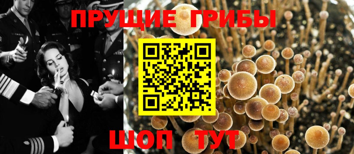 Псилоцибиновые грибы MAGIC MUSHROOMS  Вход с VPN  Звенигород 